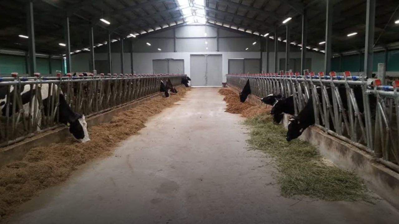 Imagine cu un adăpost de vaci