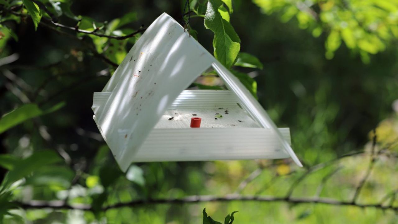 Capcanele cu feromoni ajută la urmărirea zborului carpocapsei prunului și la programarea mai precisă a tratamentelor de protecție.
