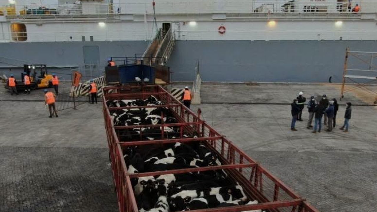 Export de vaci