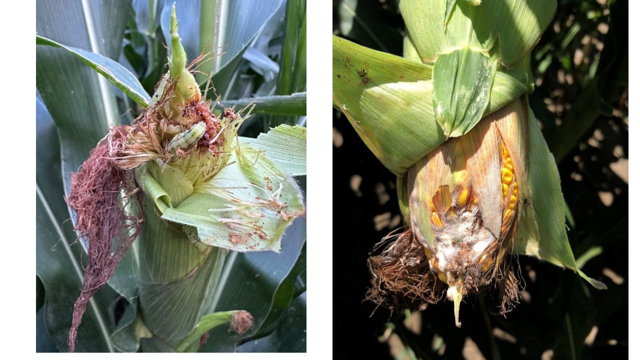 Sursa foto: FMC Agro România