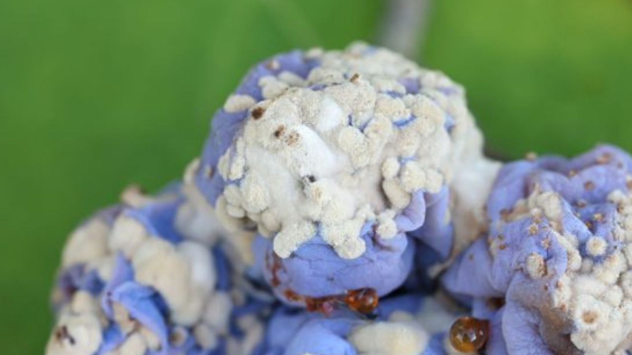 Monilioza prunelor pe fructe