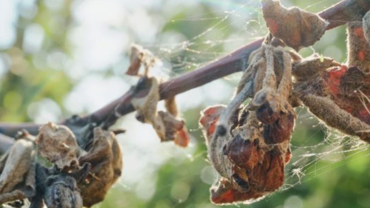 Monilioza prunelor pe frunze