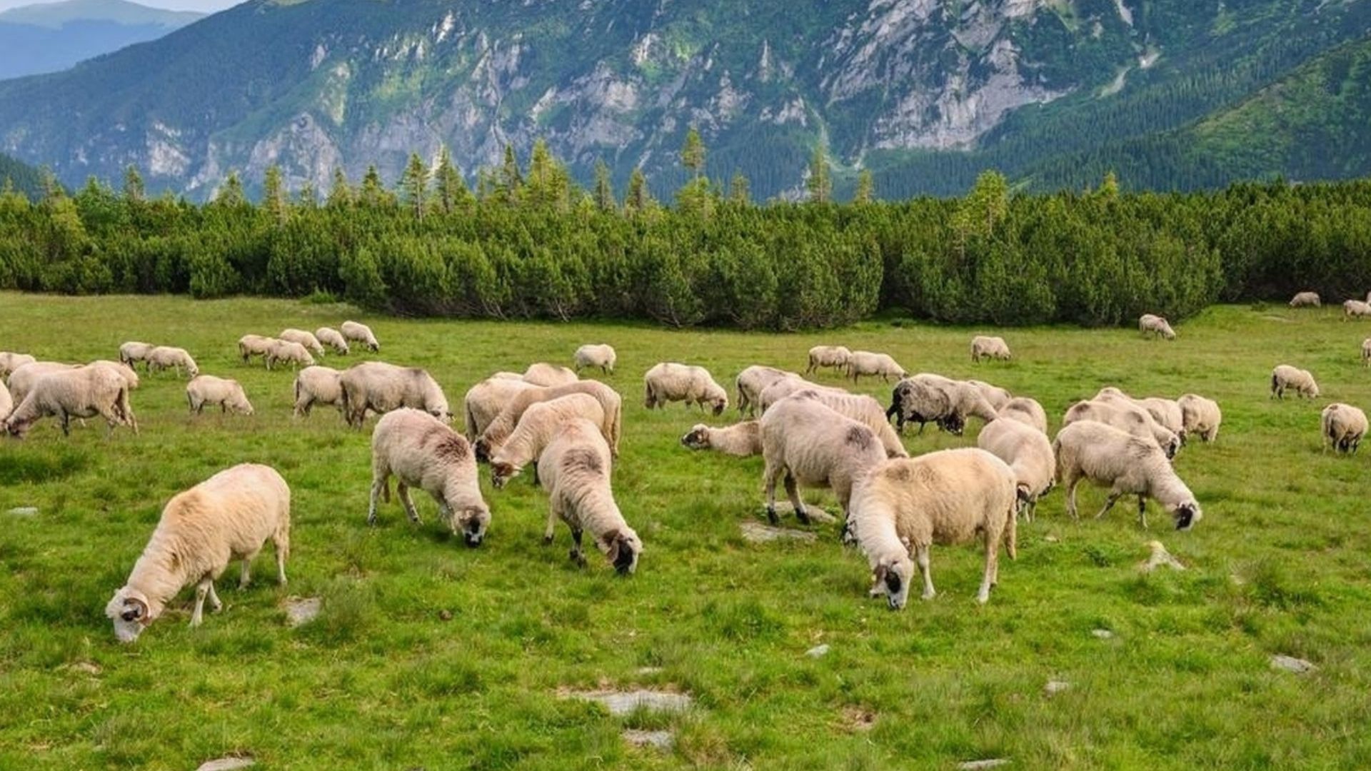 Măsuri ANSVSA pentru pășunat