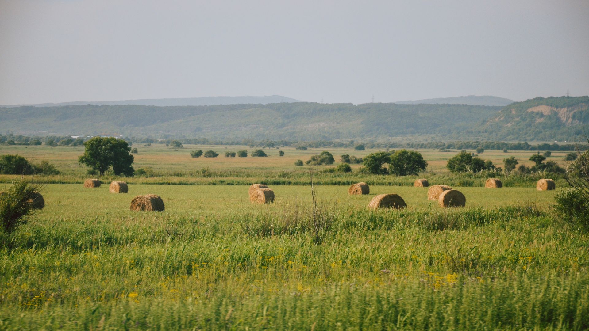 Pășune cosită