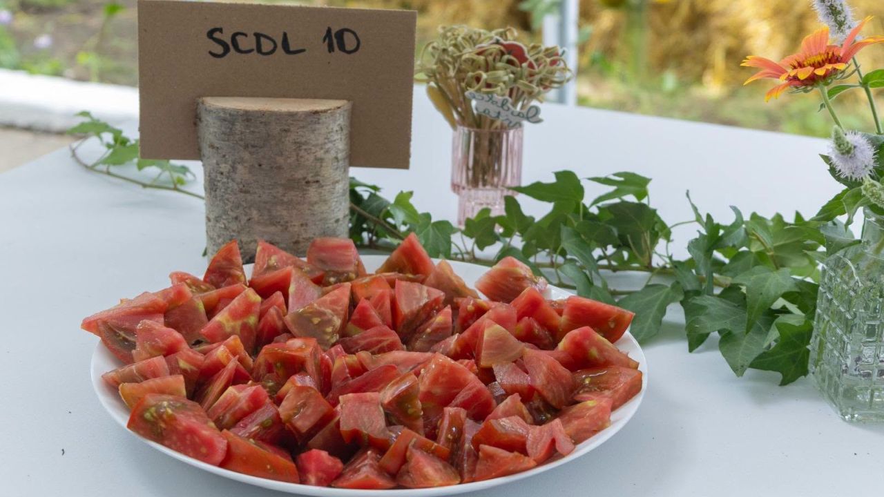 SCDL 10  - codul pentru un soi de roșii încă neomologat