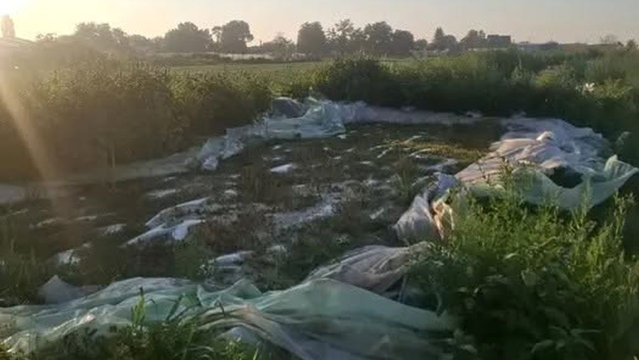 Varză murată în gropi săpate în pământ