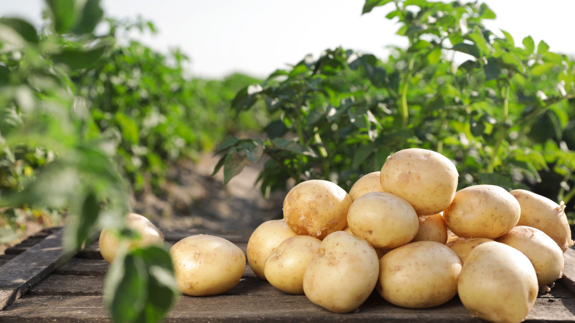 Acte necesare pentru ajutorul de stat în cultivarea cartofilor