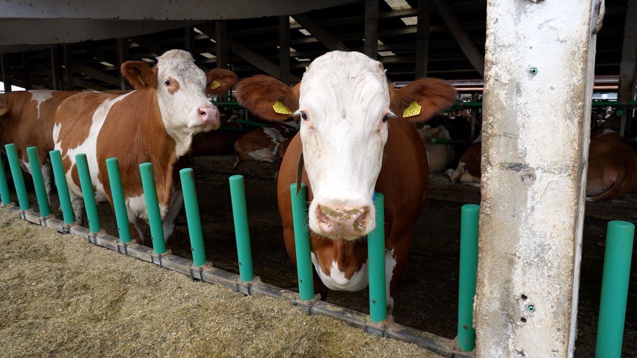 Servicii veterinare decontate de stat pentru crescătorii de bovine