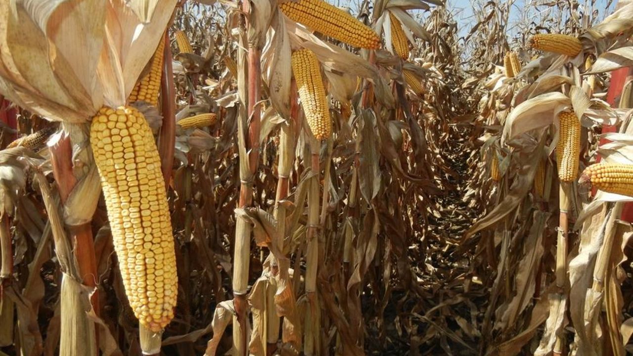 21 de firme de pe piața semințelor și pesticidelor, amendate
