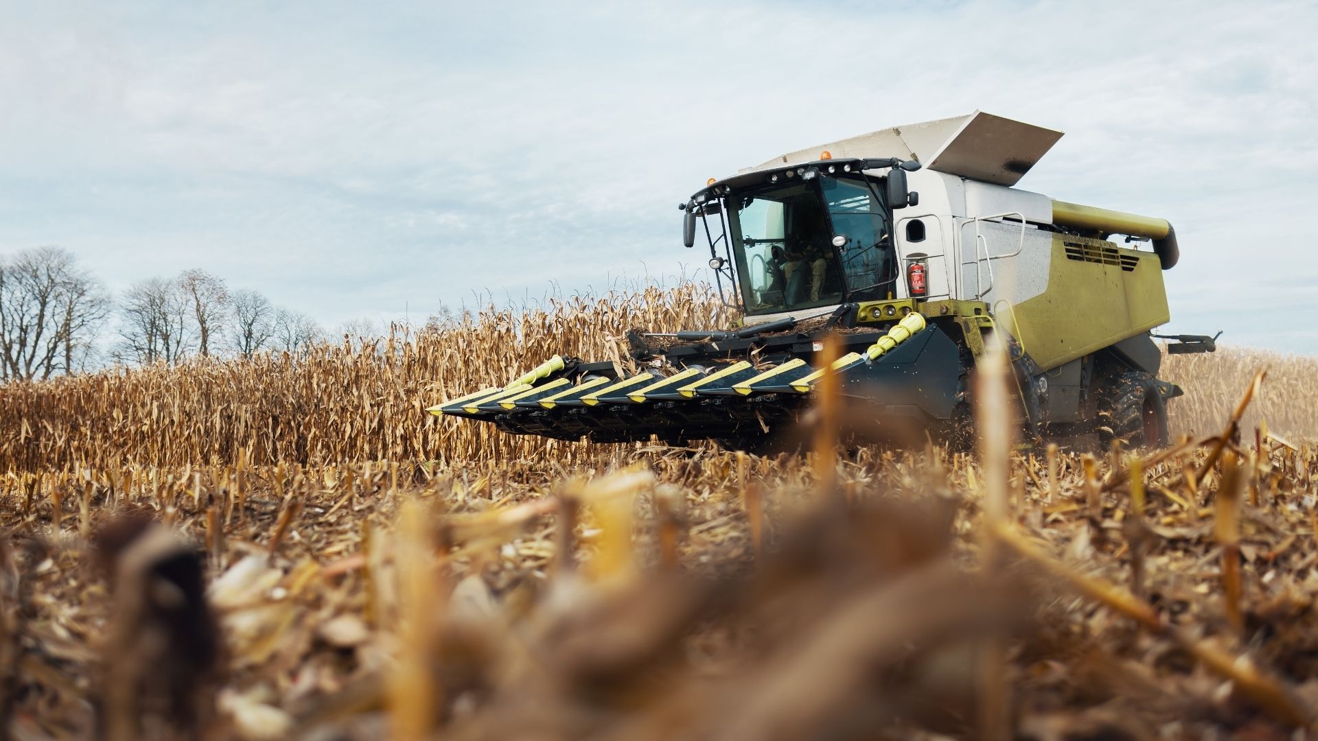 Combină agricolă la recoltat porumb. Noi estimări privind producția de porumb din România și UE