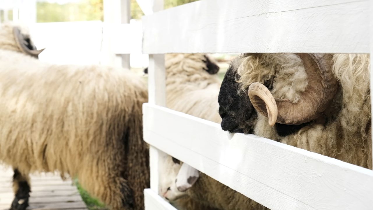 Reluarea exporturilor de ovine din România