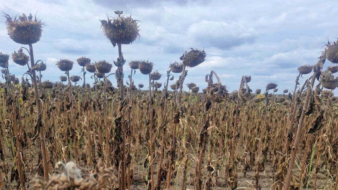 Floarea-soarelui la final de august, în județul Arad