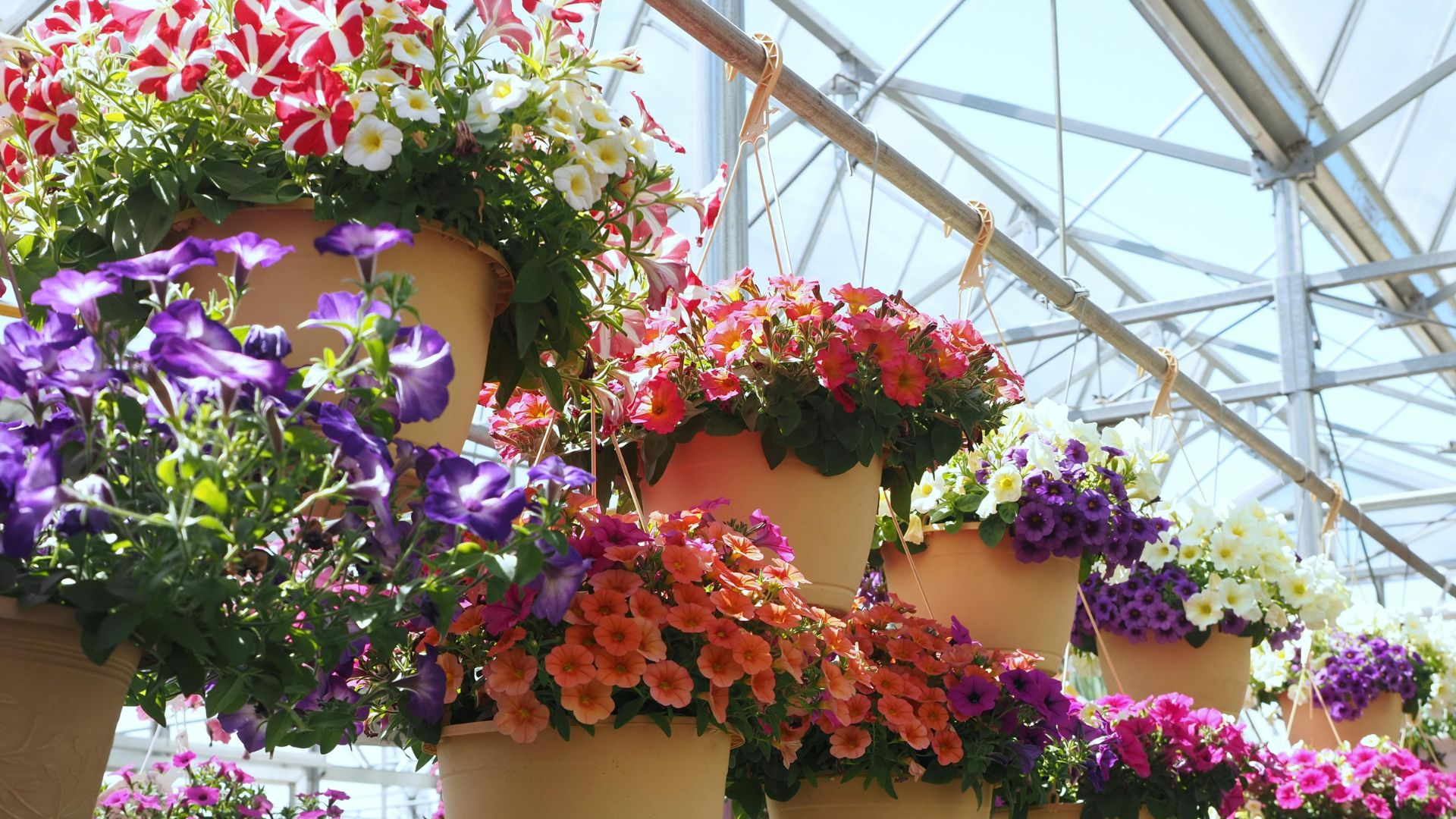 Fonduri europene pentru afacerile din floricultură