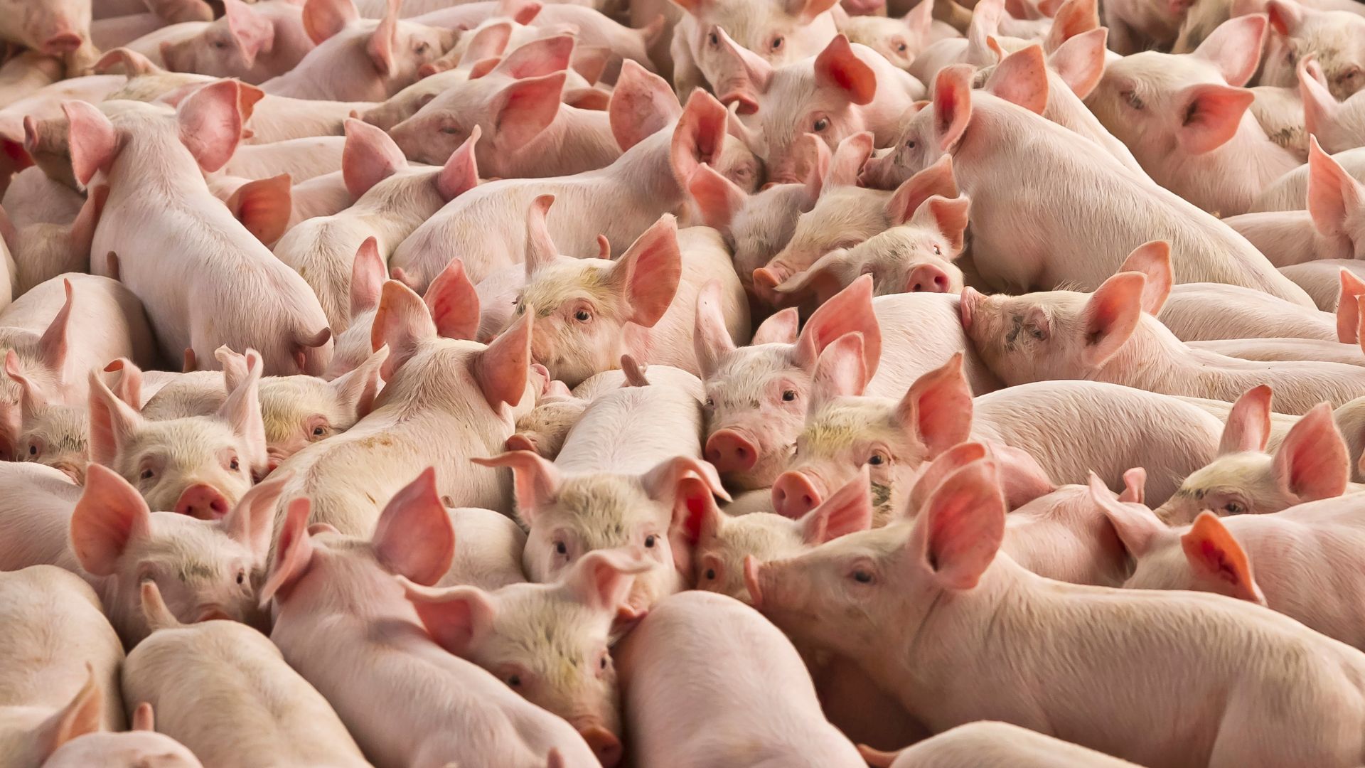 Lege nouă pentru stoparea pestei porcine africane