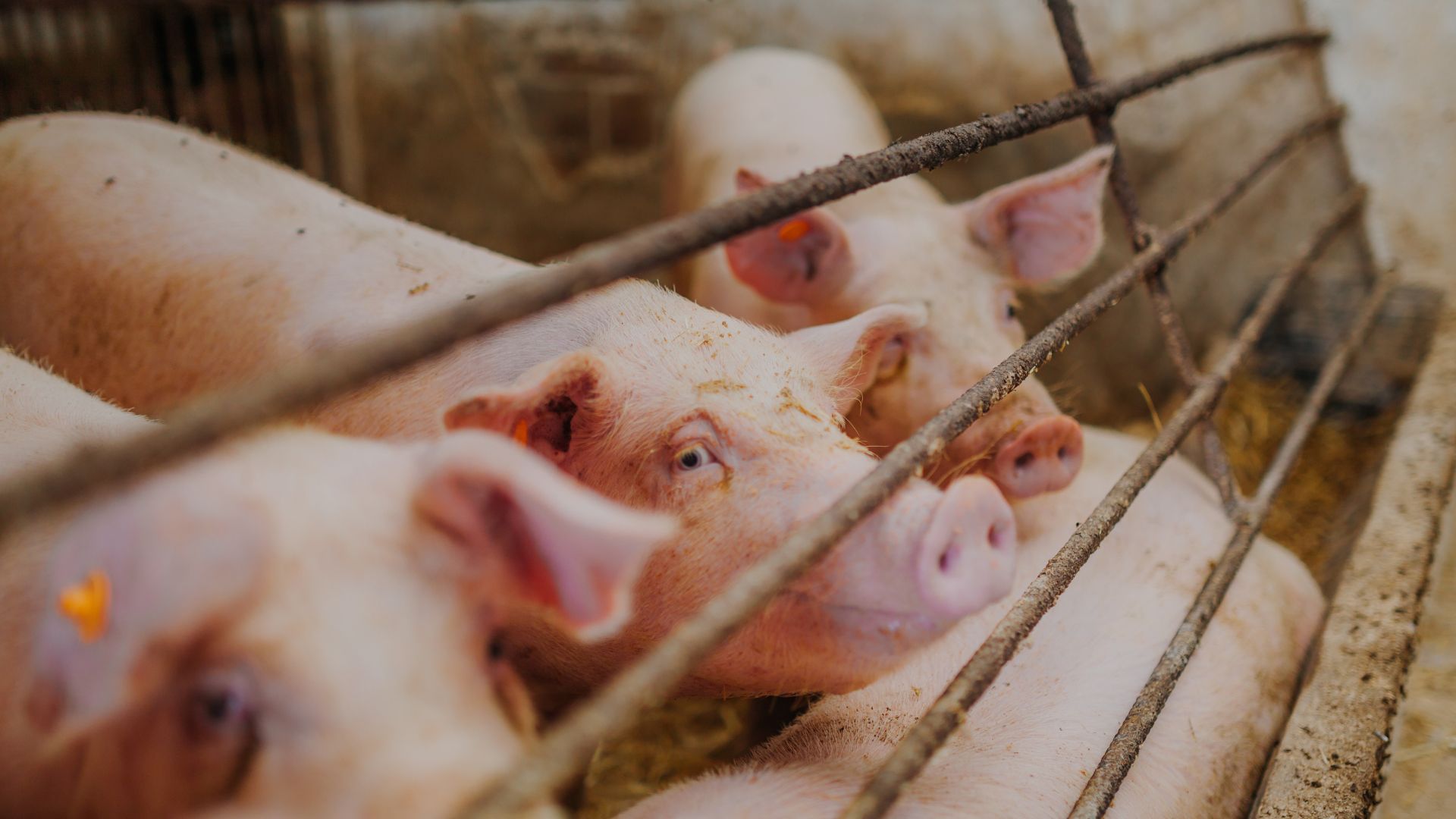Lege pentru stoparea pestei porcine africane
