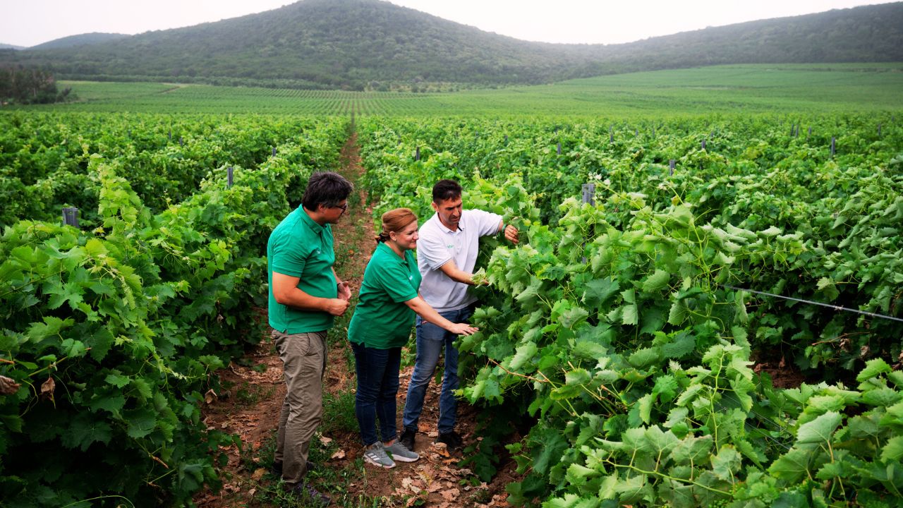 Campania "Nufarm Vine în Vie" vizează peste 180 de podgorii
