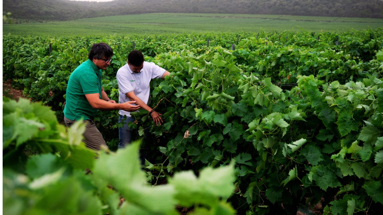 Specialiștii Nufarm vor discuta cu viticultorii din România 