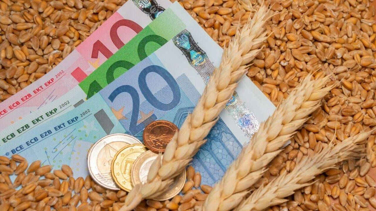 Preț grâu. Cotații la zi pentru grâul românesc la Constanța