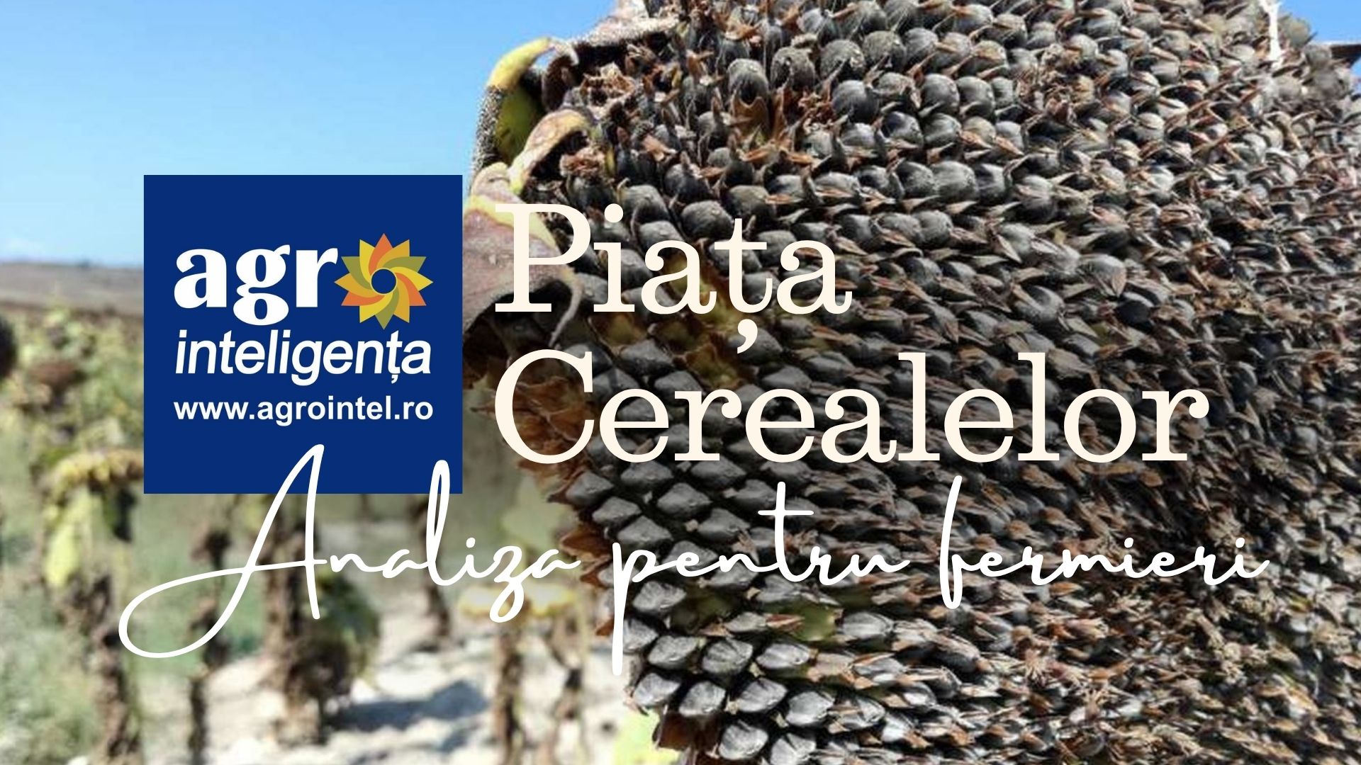 Piața cerealelor la 31 august 2026. Analiză