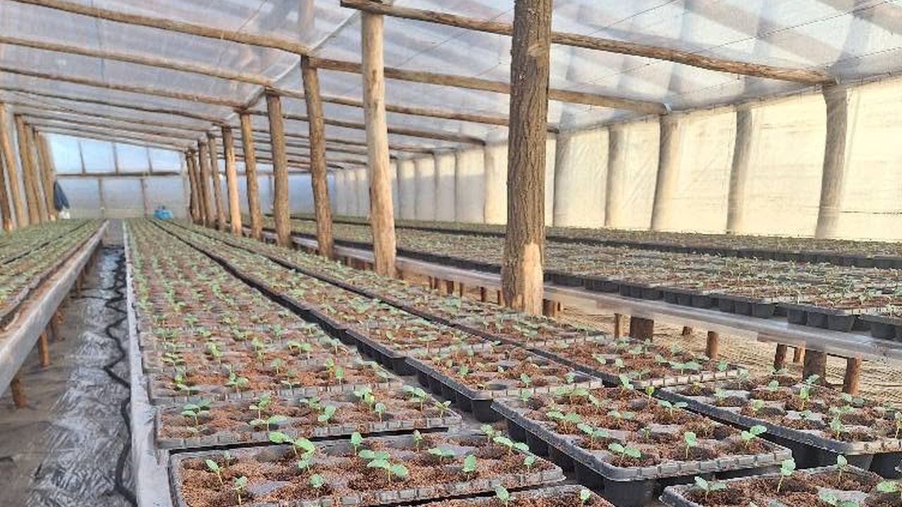 Solar pe structură de lemn cu răsaduri – investiții prin DR-14