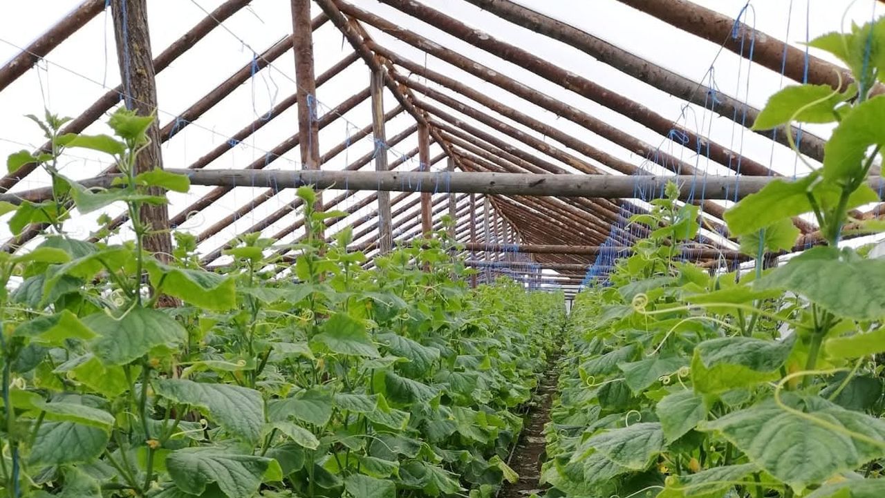 Solar din lemn, cultivat cu legume