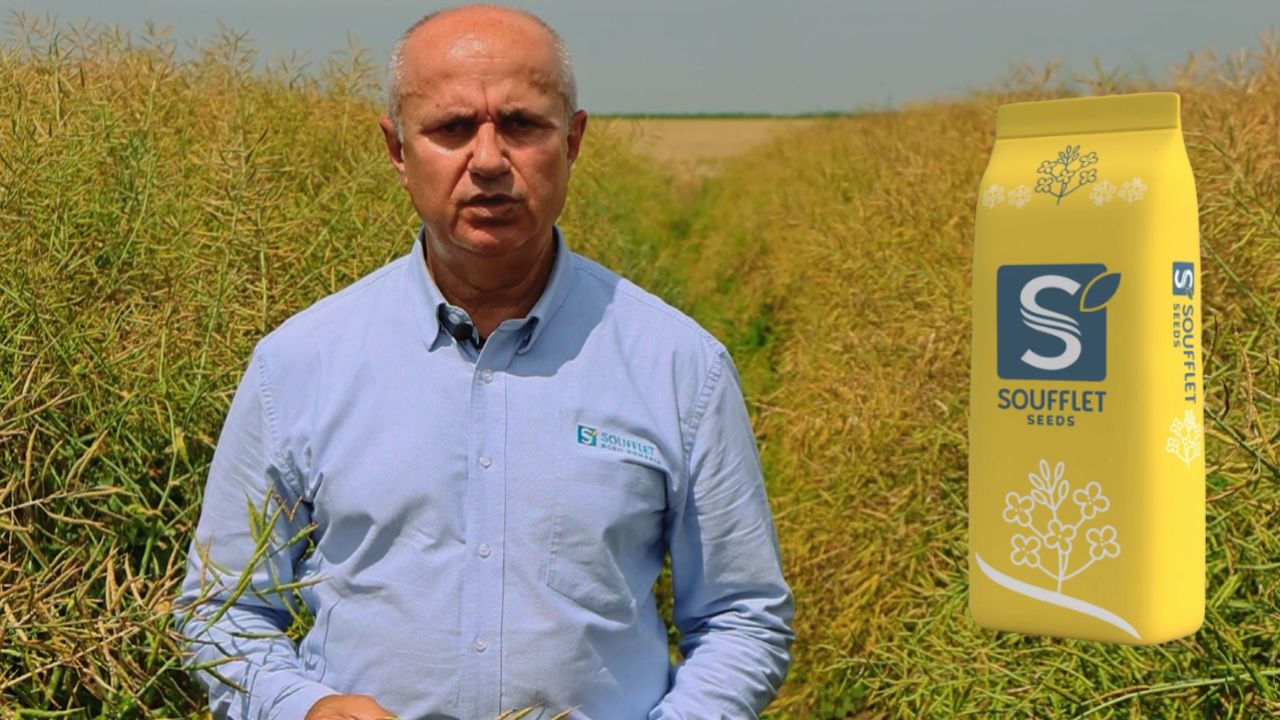 Soufflet Agro are în portofoliu de rapiță Playmaker, hibridul care dictează jocul, indiferent de teren