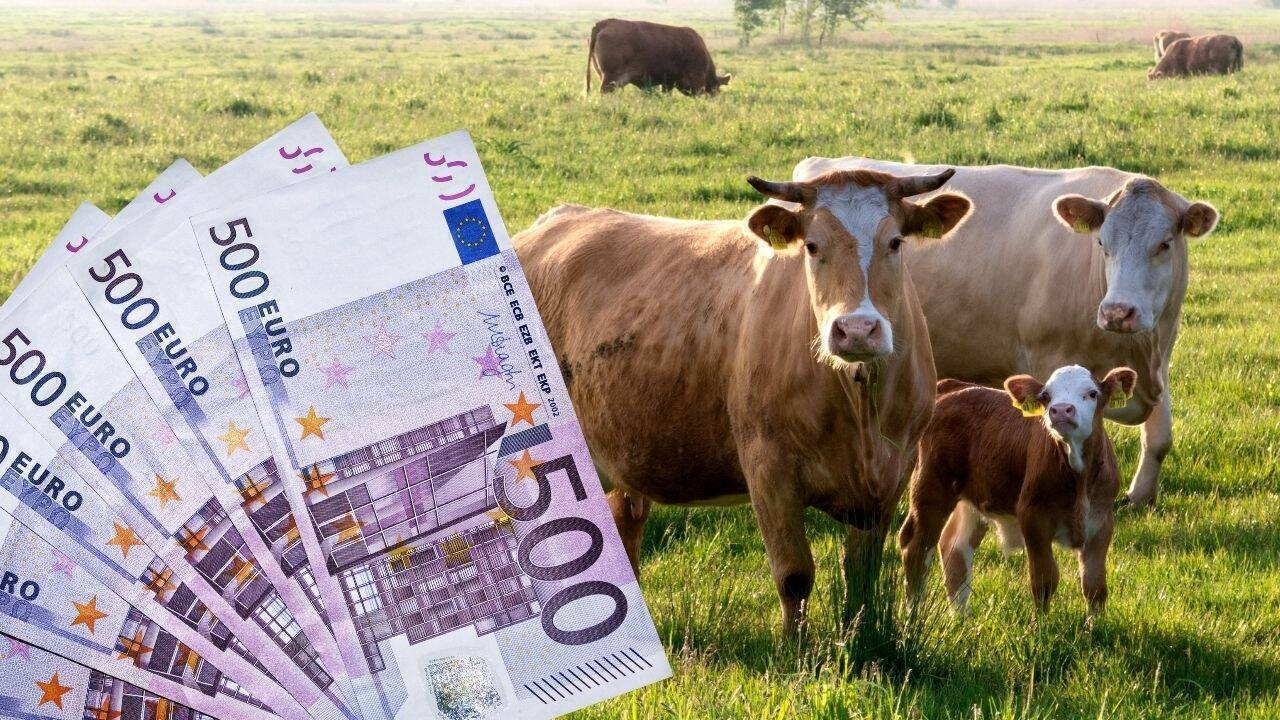 Ajutor pentru fermierii cu bovine