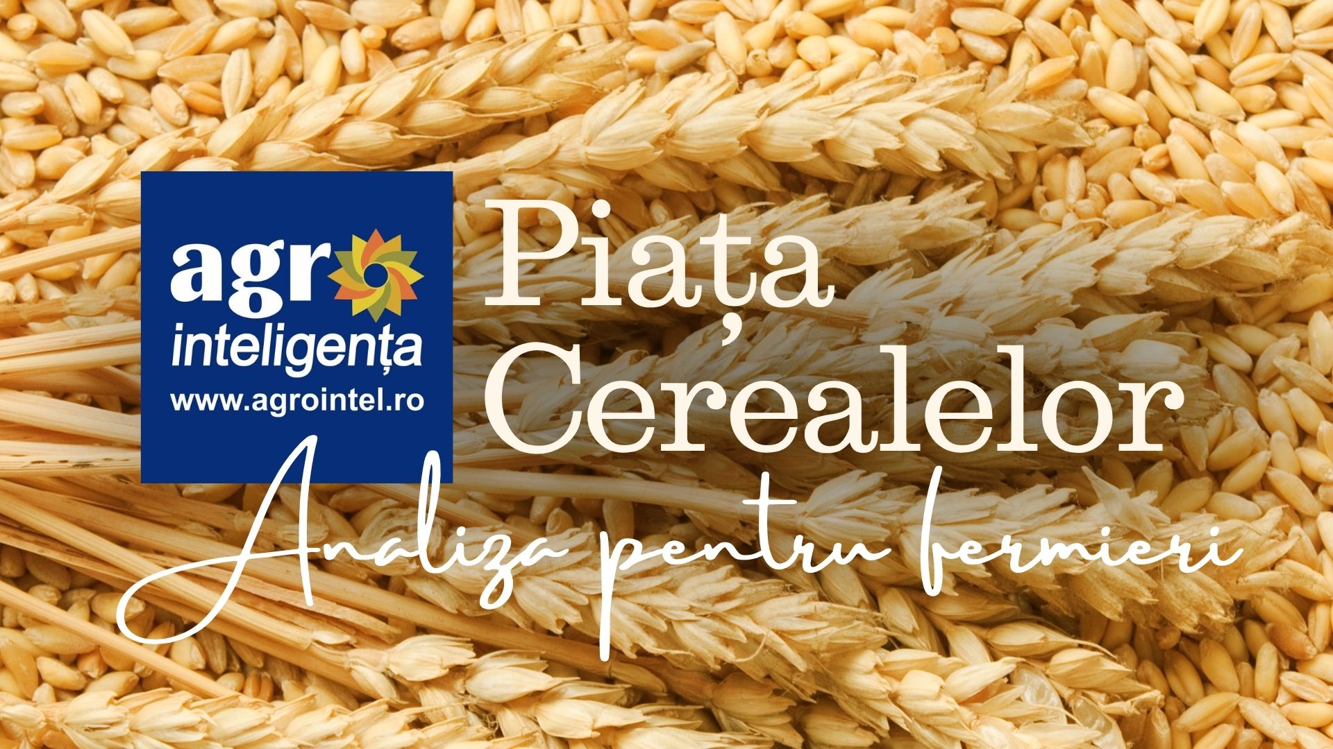 Analiză pe piața cerealelor - 1 septembrie 2025