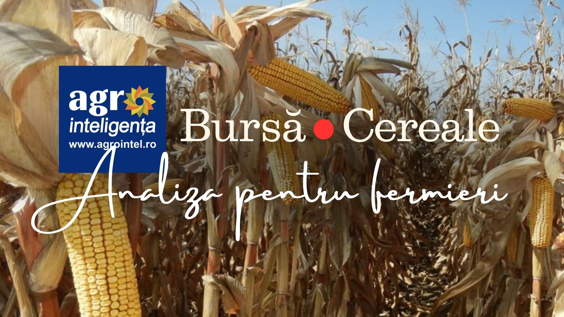 Bursă Cereale Azi. Miercuri, 2 septembrie