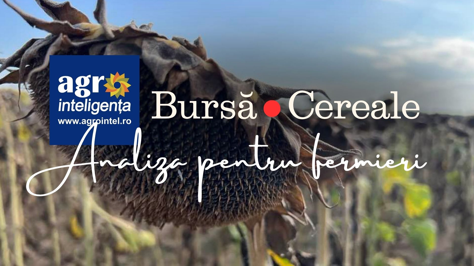 Bursa de cereale - azi, 17 septembrie 2026