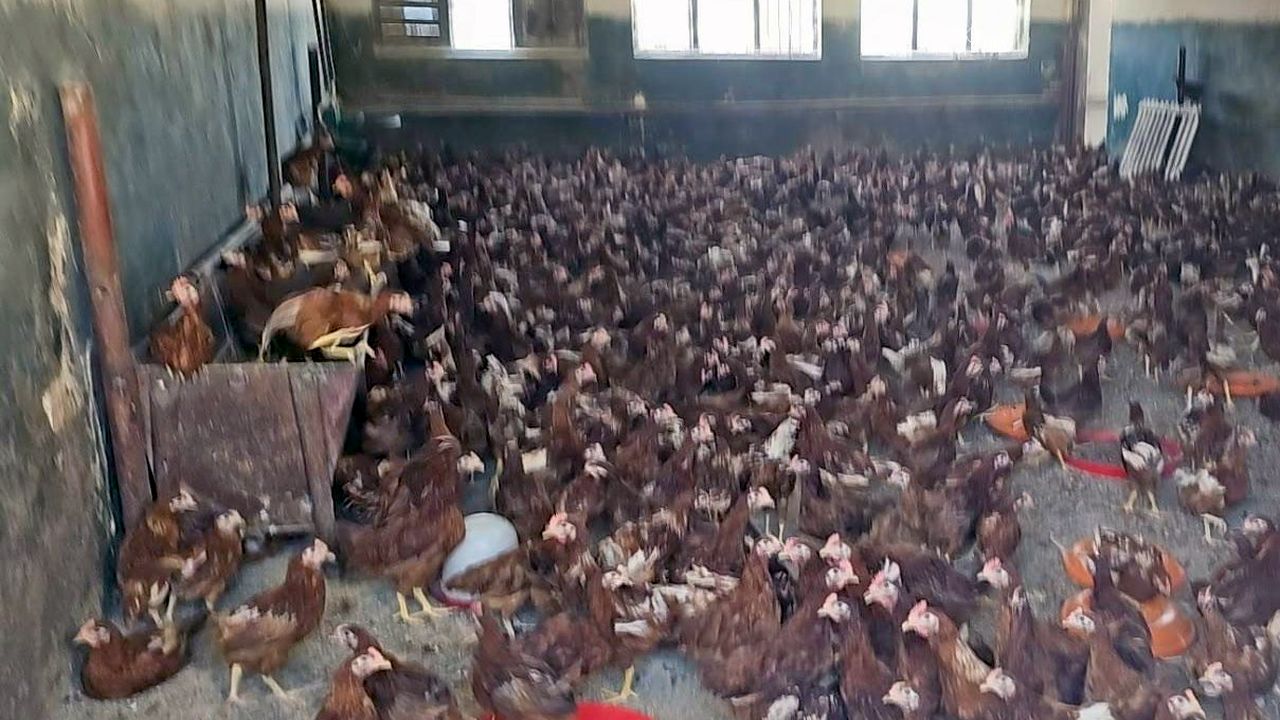 Fermă ilegală de găini