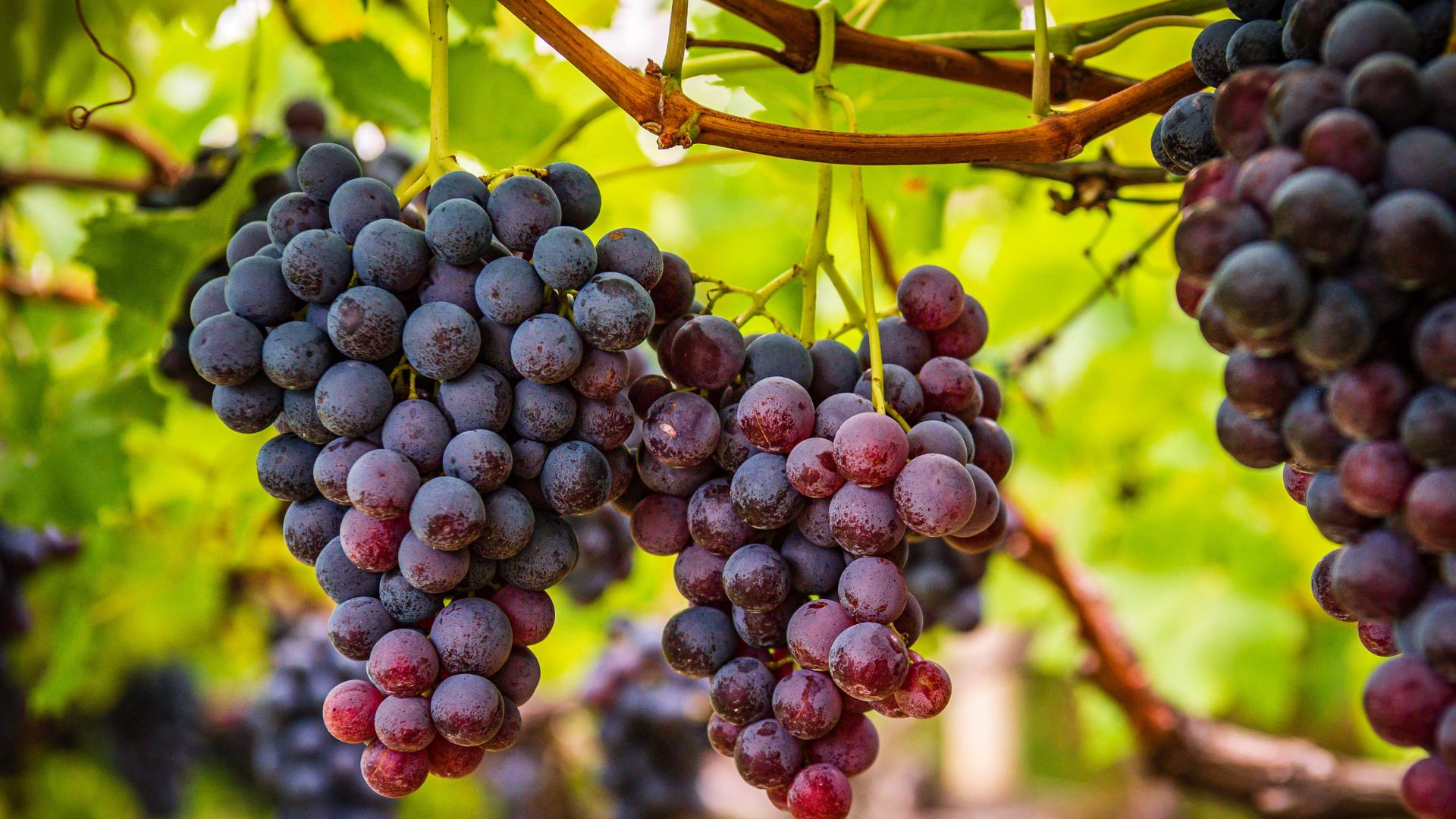 APIA primește cereri pentru sprijinul din viticultură