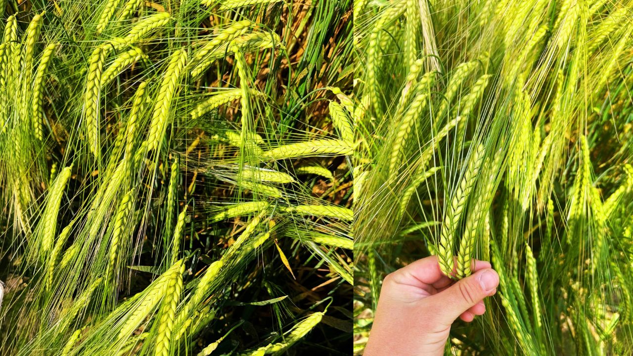 Clementine, orzoaica de la ITC Seeds care dă rezultate