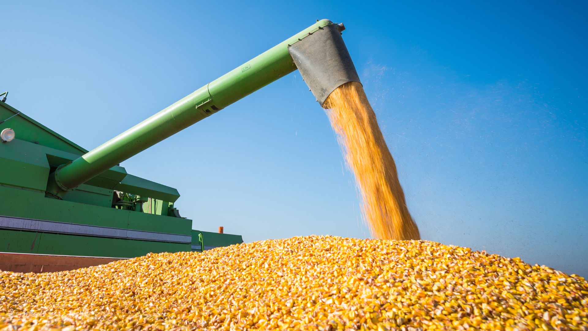 Estimări FAO la cereale