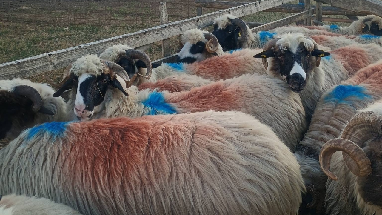 Fermă de ovine