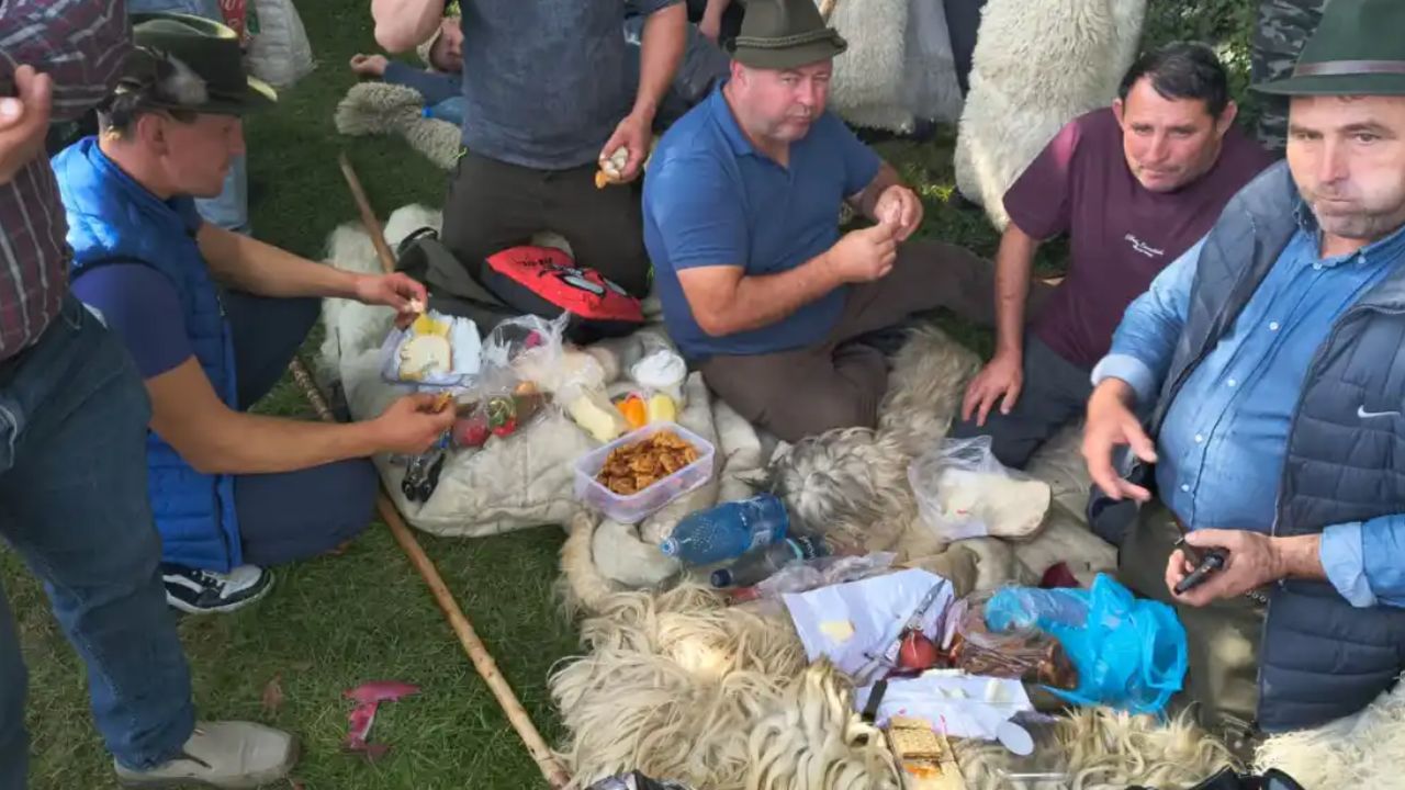 Oieri cu mâncare la protest 