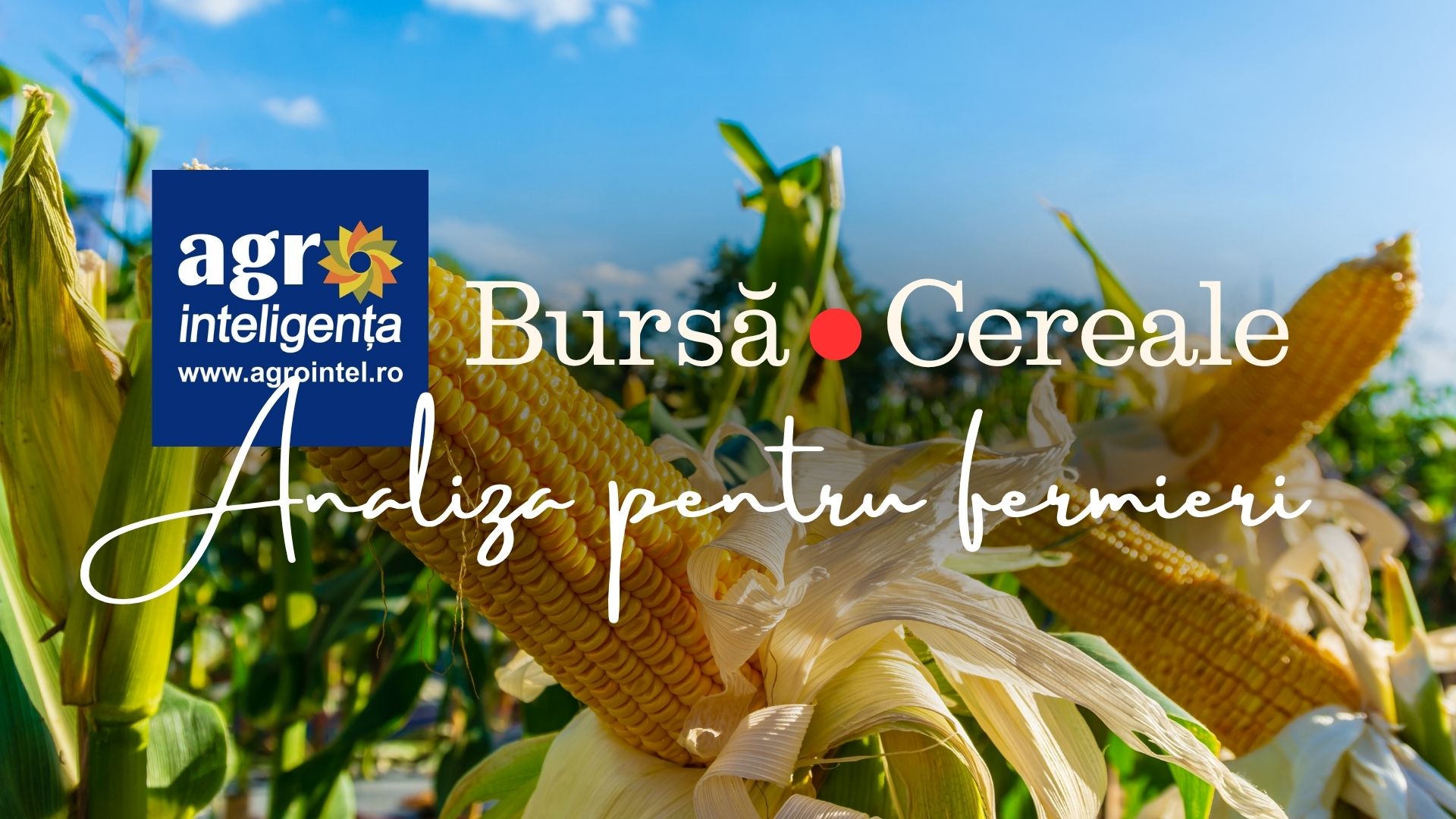 Analiza pieței de cereale - azi, marți - 22 septembrie 2026