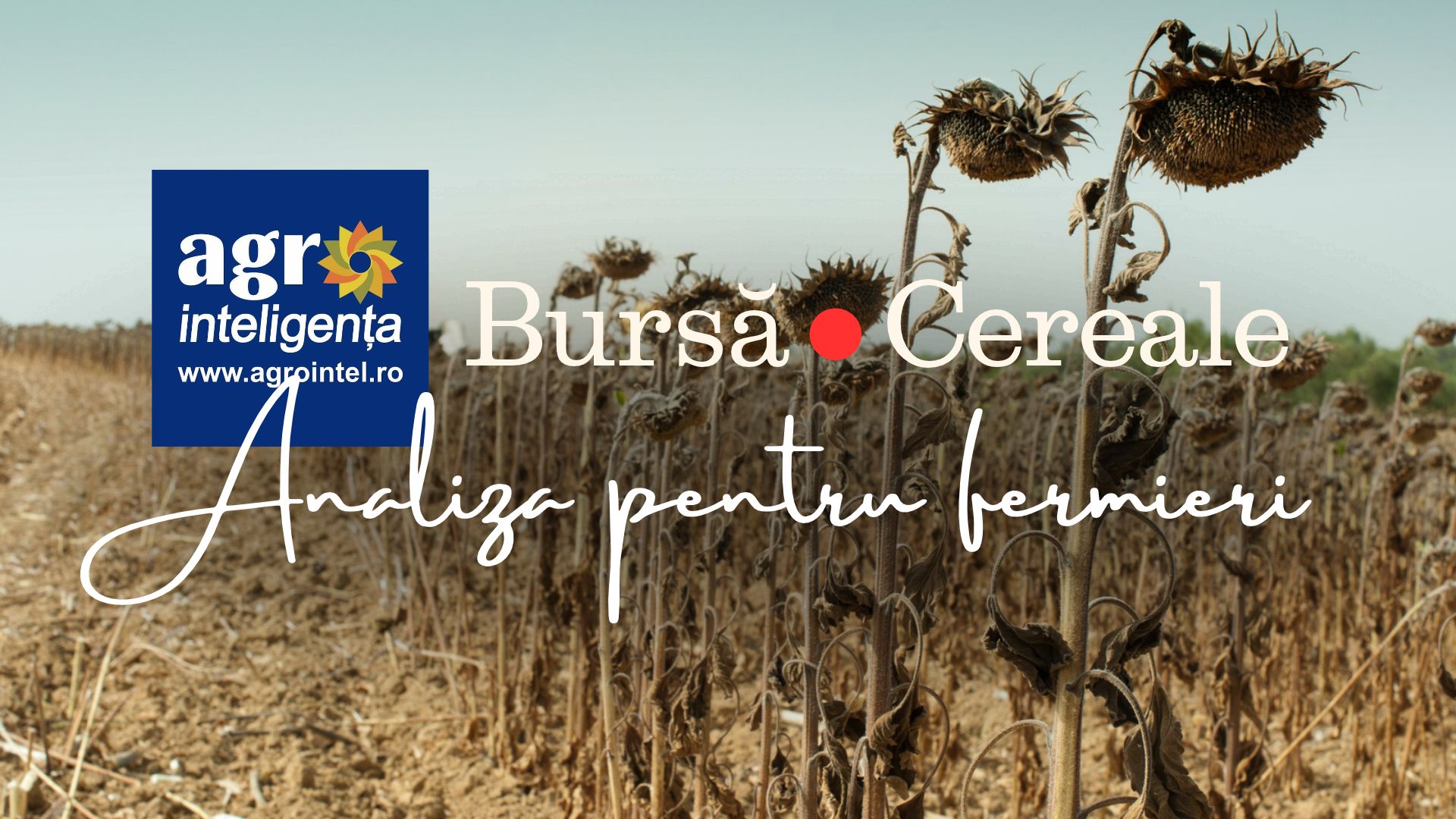 Piața de cereale - azi, luni - 28 septembrie