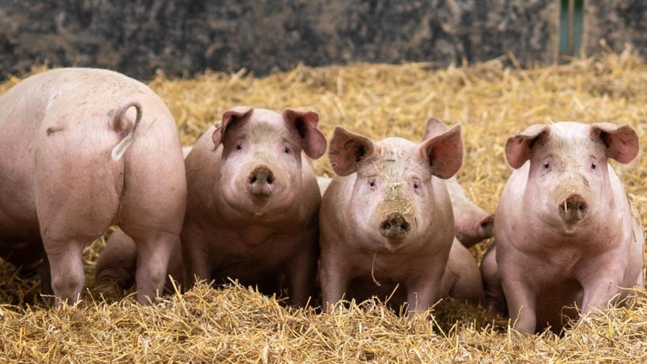 Porci crescuți în sistem liber
