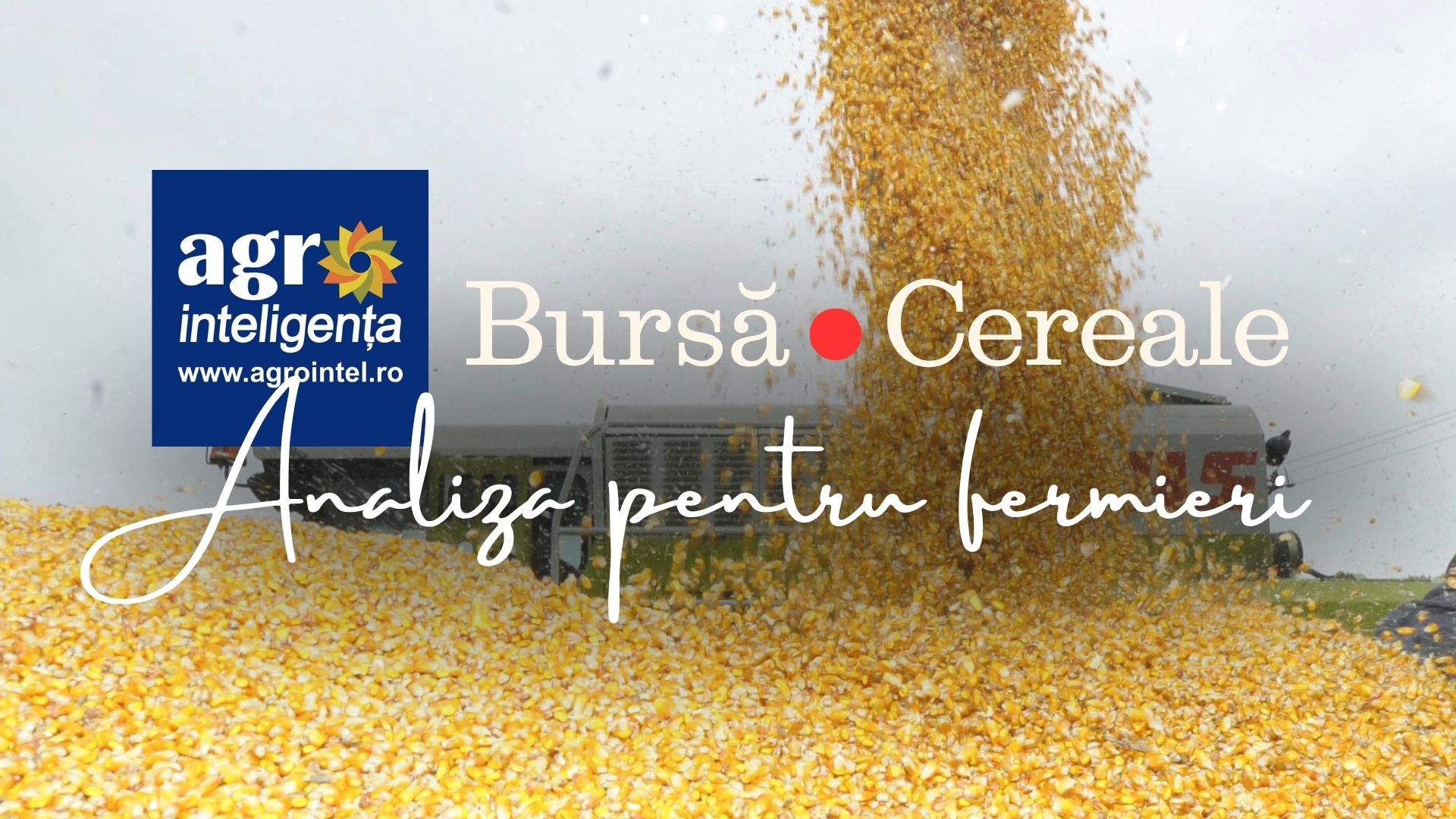 Prețuri cereale - analiza zilei de joi, 24 septembrie