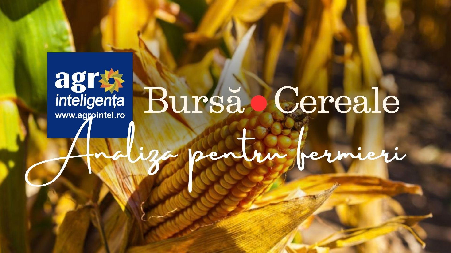 Analiză săptămânală privind piața de cereale 11018 septembrie 2026