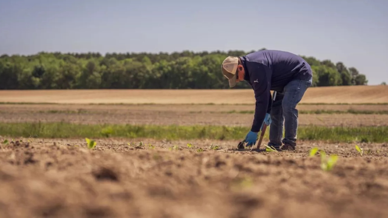 Temperatura solului, importantă și la semănatul de toamnă