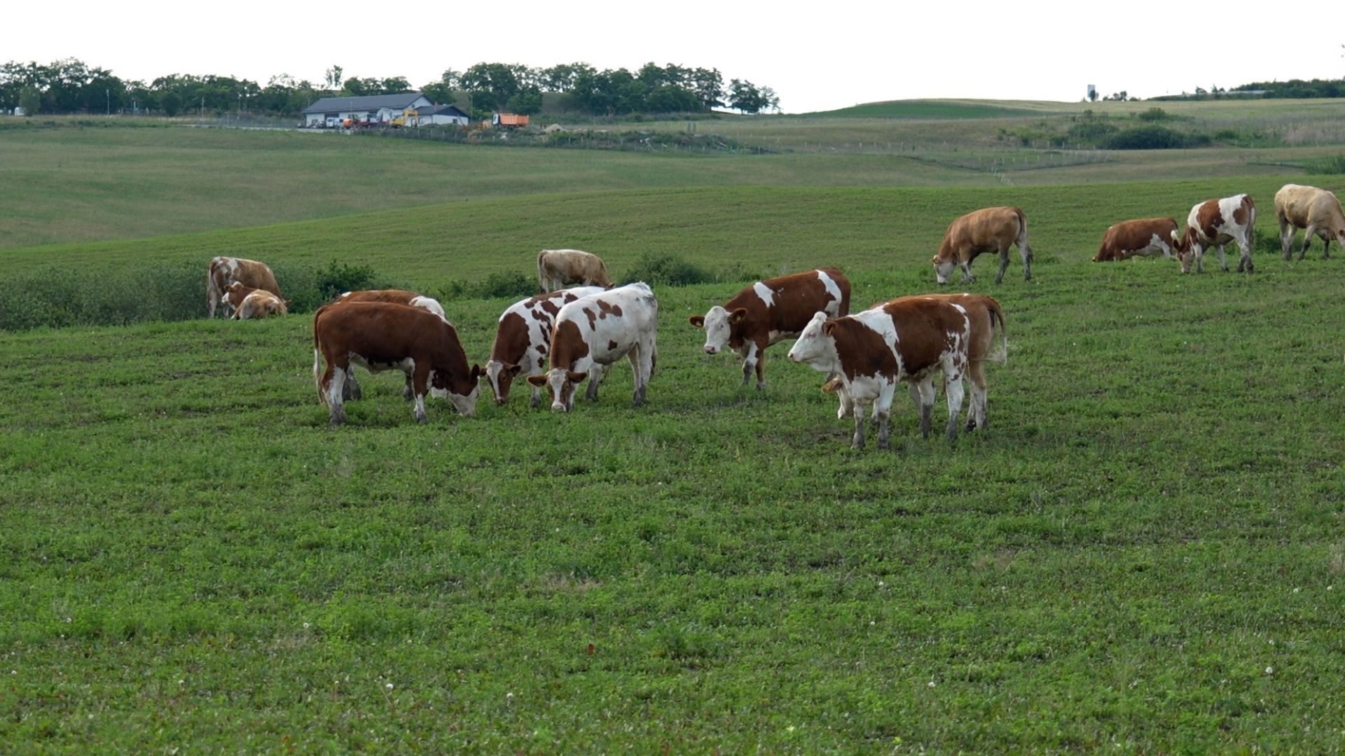 Start cereri ajutor bovine. Termen limită