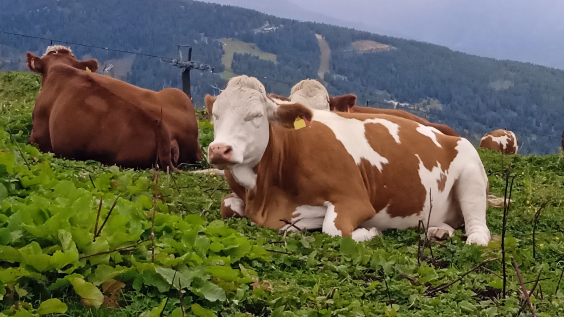 Vaci pe pășune ecologică