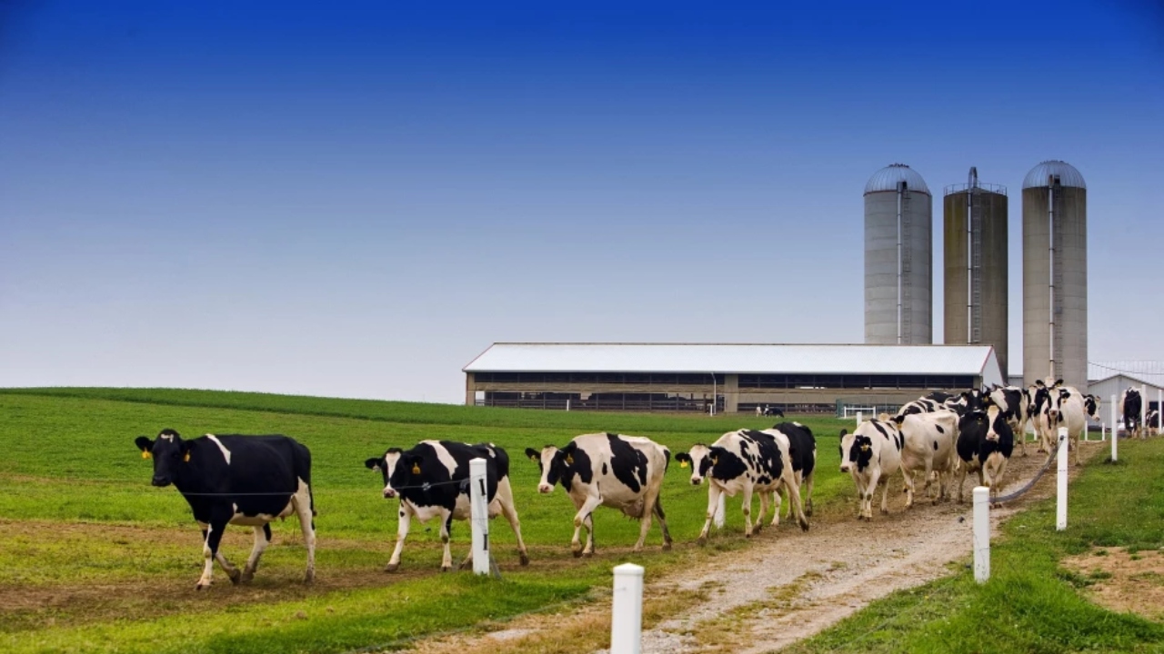 Ajutor de stat pentru ferme de vaci