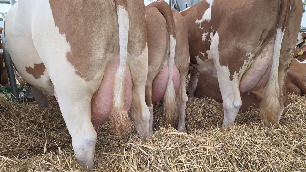 vaci-simmental