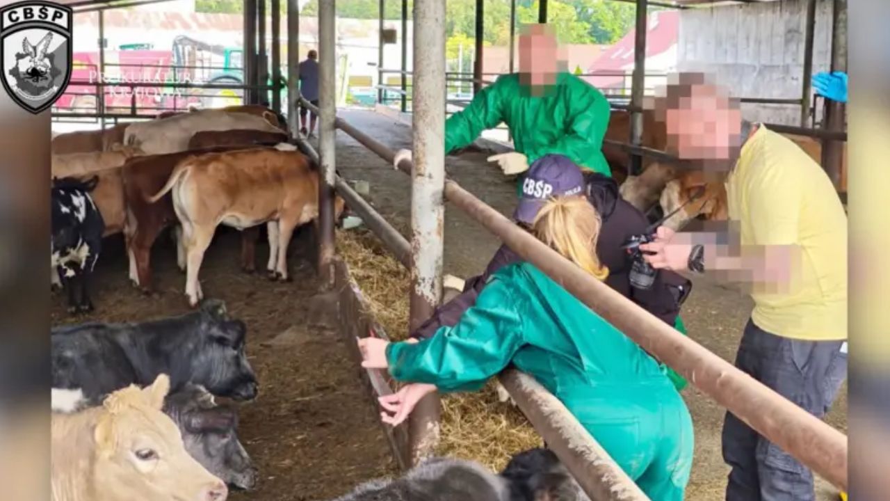 Anchetă pentru furt de bovine în Germania 