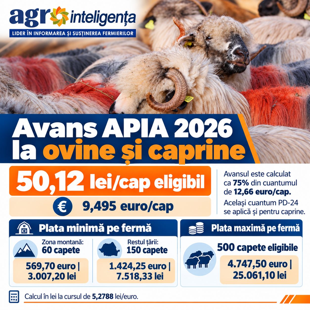 Infografic: Avans APIA 2026 la ovine și caprine