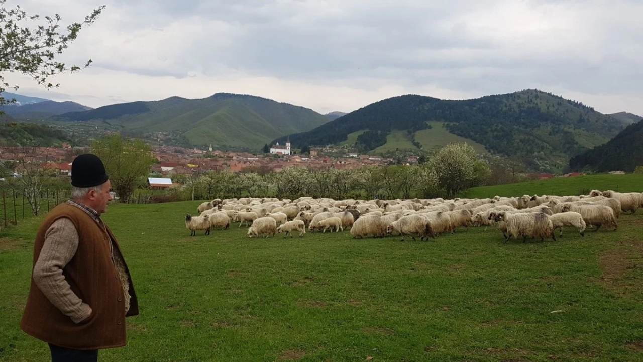 Cioban din Rășinari
