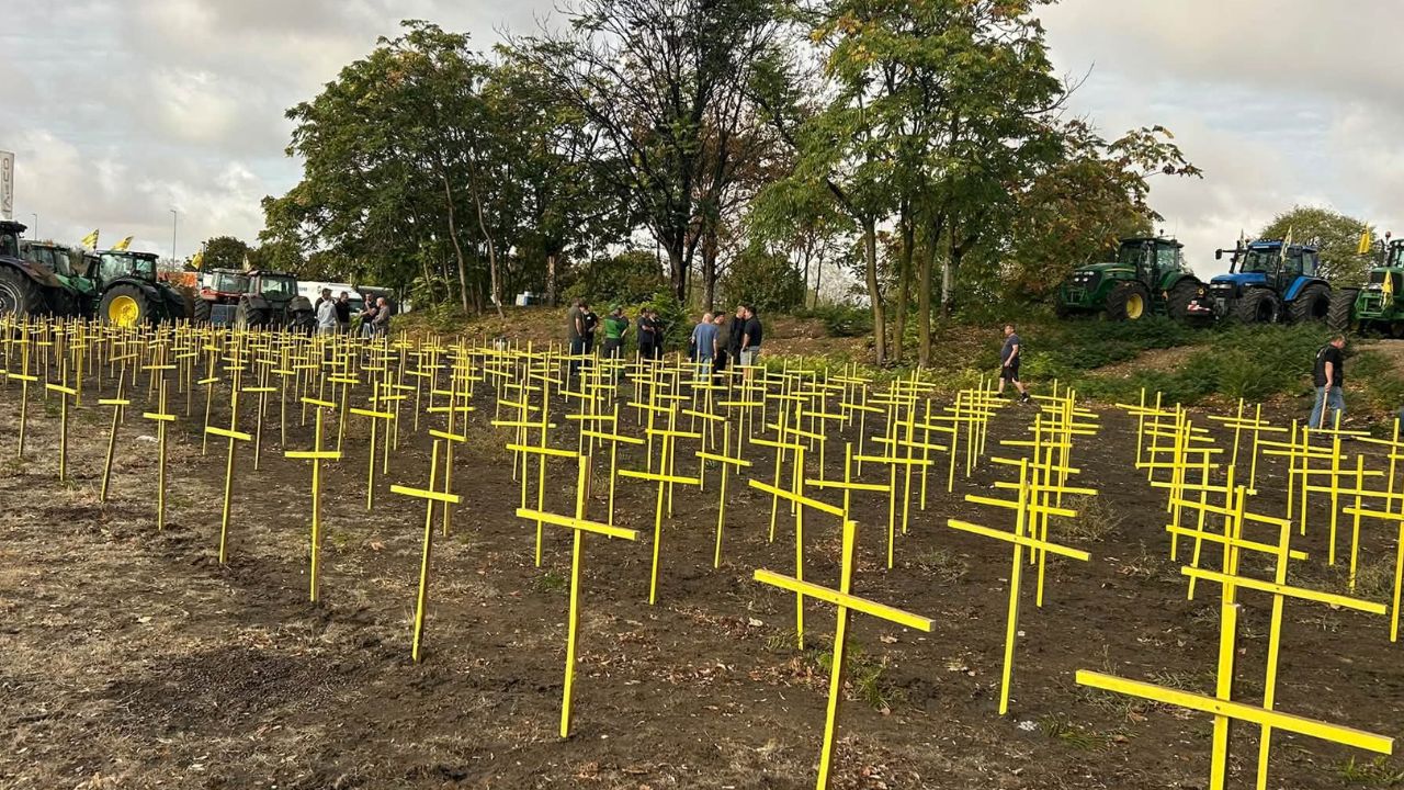 400 de cruci galbene
